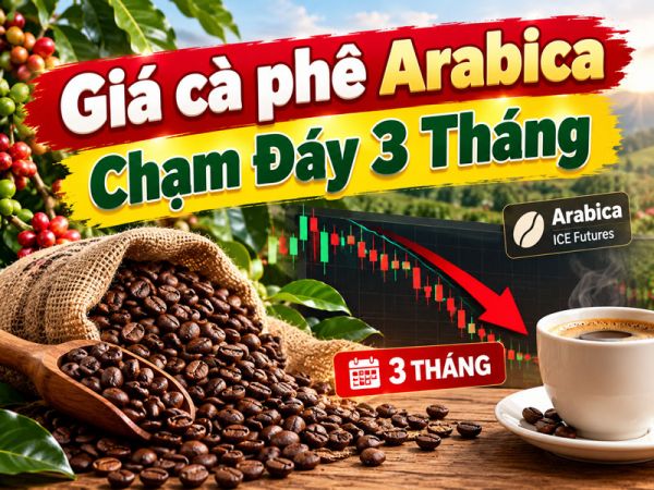 Giá Cà Phê Arabica Chạm Đáy 3 Tháng